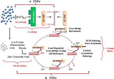 Effects of TNFα on Dynamic Cytosolic Ca2 + and Force Responses to Muscarinic Stimulation in Airway Smooth Muscle